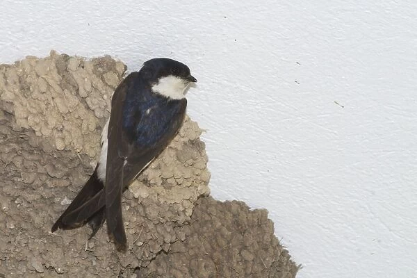 House Martin at nest - Nesting under the eaves of a shop in Tunis, Tunisia, North Africa