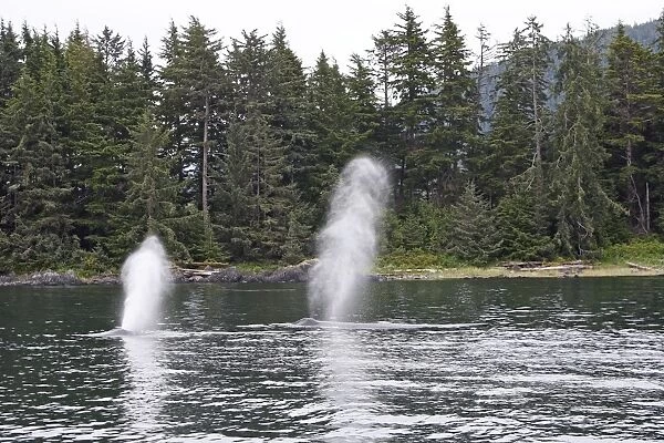 Humpback whale - Blow / Spout - inside Passage - Alaska