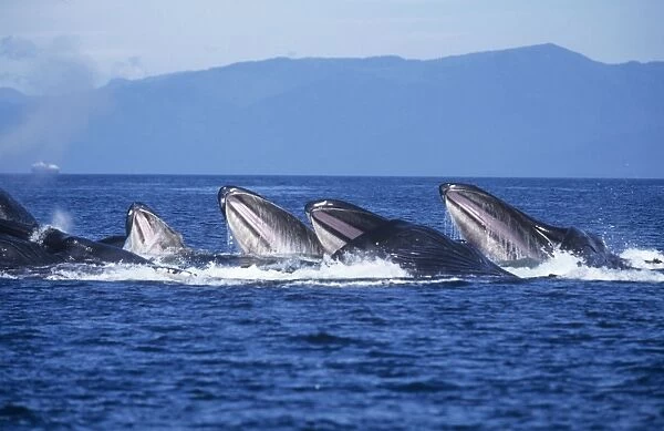 Humpback Whale - bubble-net or cooperative feeding Alaska