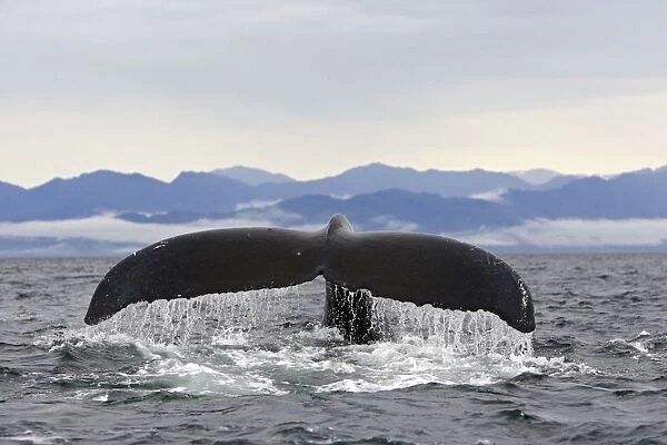 Humpback Whale - Caudal fin - Inside Passage - Alaska