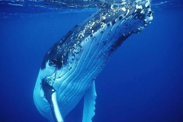 Humpback Whale FG 12432 Swimming underwater - Tonga, South Pacific Megaptera novaeangliae © Francois Gohier  /  ardea. com