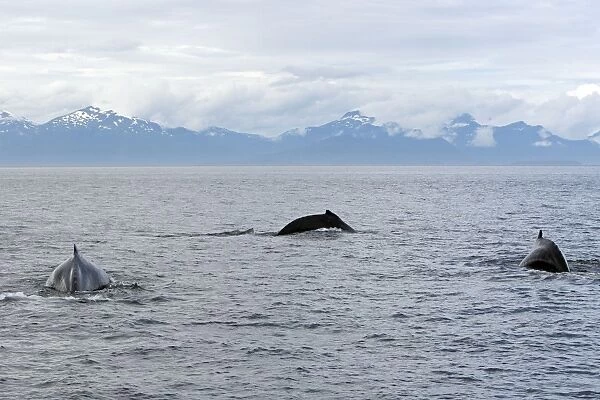 Humpback Whale - inside Passage - Alaska