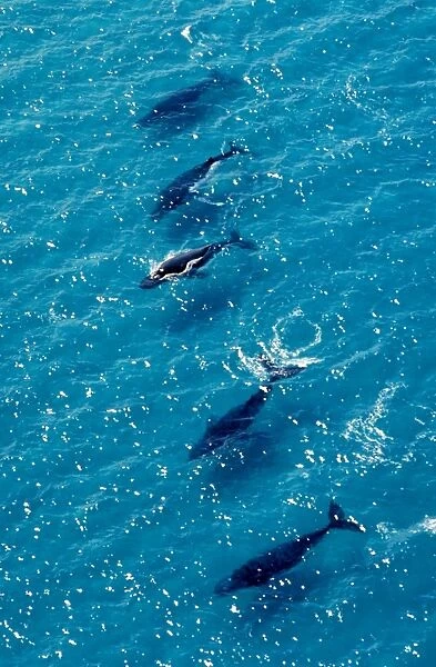 Humpback Whales - Aerial view of migrating pod - Platypus Bay, Fraser Island, Queensland, Australia JPF25492