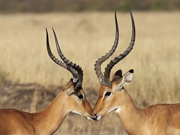 Impala - bucks - Maasai Mara - Kenya