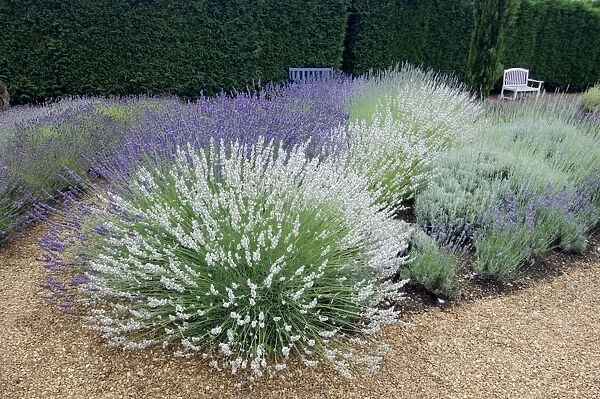 'Impress Purple', 'Sussex', 'Lullingstone Castle' & 'Seal' Downderry Nursery hold the National Collection of Lavenders. Kent, UK July