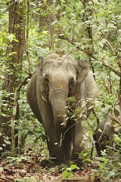 Indian  /  Asian Elephant in the Sal forest, Corbett National Park, India