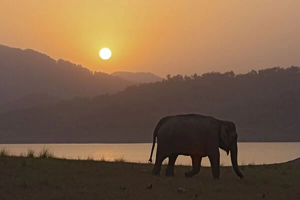 Indian  /  Asian Elephant - silhoutted at sunset. Corbett National Park - Uttaranchal - India