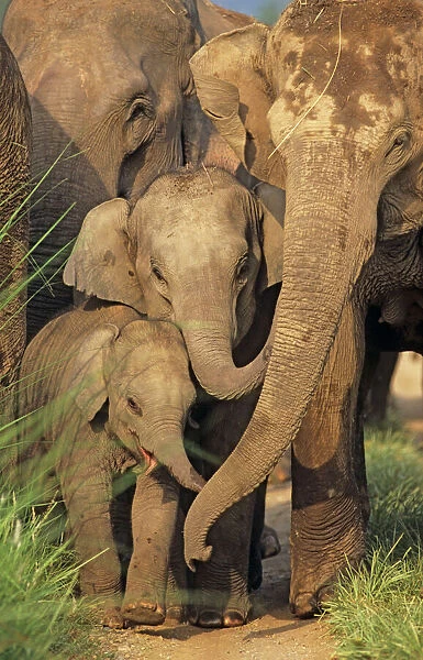 Indian  /  Asian Elephants - young communicating with adult Corbett National Park, India