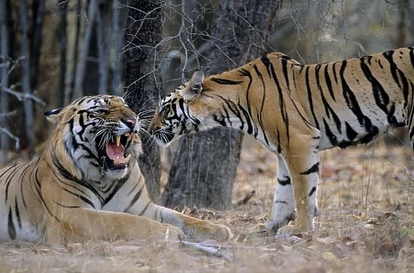 Indian  /  Bengal Tiger - Big Male Tiger warding-off young male Tiger Bandhavgarh National Park, India