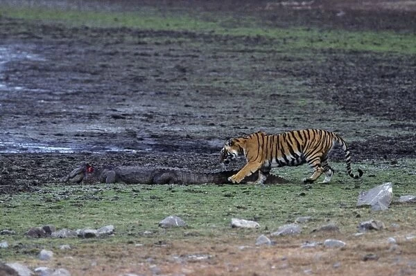 Indian  /  Bengal Tiger - testing the Marsh Crocodile injured by her the previous day Ranthambhor National Park-INDIA