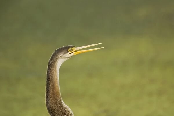 Indian Darter  /  Snakebird  /  Anhinga - Keoladeo Ghana National Park - Bharatpur - Rajasthan - India BI017554