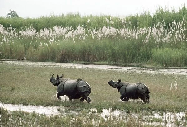 Indian Rhinoceros Chitwan National Park, Nepal