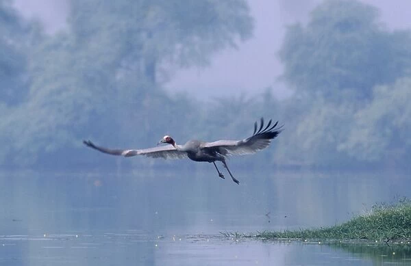 Indian Saras Crane taking-off, Keoladeo National Park, India