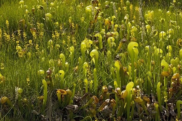 An insectivorous plant Cobra Lily (Darlingtonia californica) with bog asphodel (Narthecium californicum) in the Klamath Mountains, North California