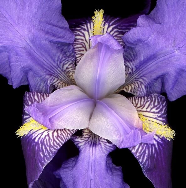 Iris flower - Provence - France