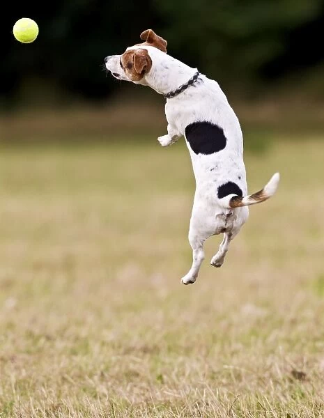Jack Russell - jumping for ball 14275