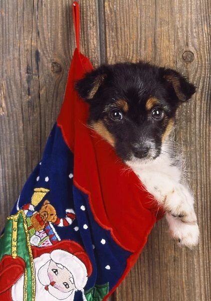 Jack Russell Terrier Cross - puppy in Christmas stocking