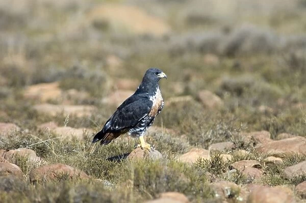 Jackal Buzzard using stone as viewpoint for hunting prey. Inhabits mountain ranges and adjacent grassland areas. Endemic to southern Africa. Mountain Zebra National Park, Eastern Cape, South Africa