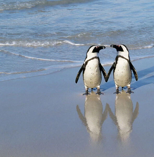 Jackass Penguin - pair holding hands. Digital Manipulation: added Penguin to right