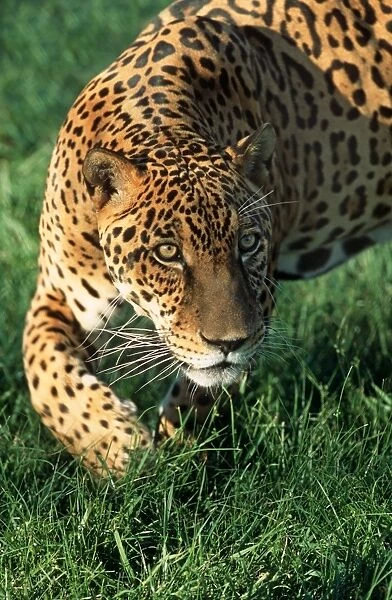 Jaguar FG 12421 Panthera onca © Francois Gohier  /  ardea. com