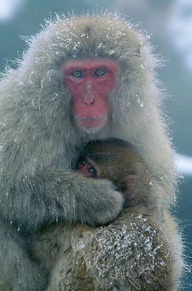Japanese Macaque Mother & baby, Joshinetsu Kogen National Park, Shia Highlands, Honshu, Japan