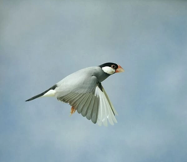 Java Sparrow - In flight side view wings down, cage bird Bedfordshire, UK