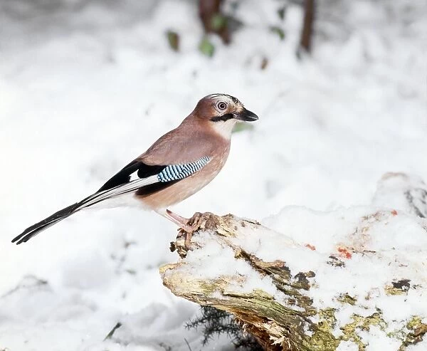 Jay - perched on tree stump & snow - Sussex - UK