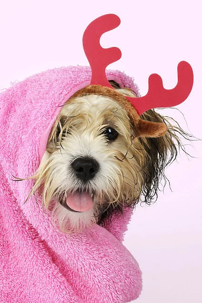 JD-21389. Teddy Bear dog wrapped in a towel wearing a pair of red Christmas antlers Date