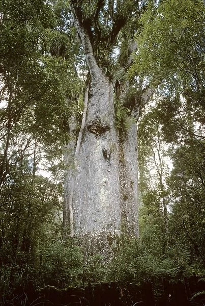 Kauri Tree (Te Matua Ngahere). New Zealand