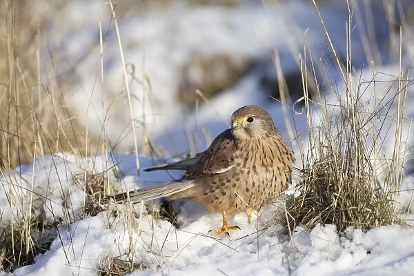 Kestrel - young male - with mouse on snowy grass - Bedfordshire UK - 008177