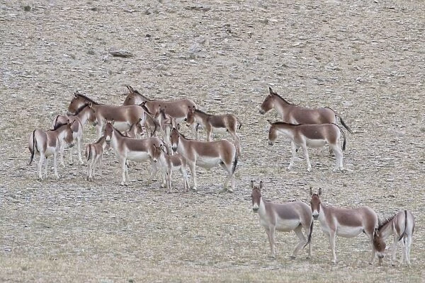 Kiang  /  Tibetan Wild Ass - female and foals - Ladakh - India