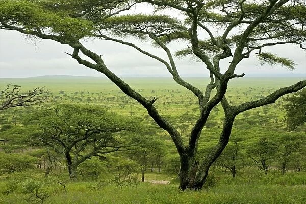 Kilimatiti plains with Acacias - Ngorongoro Conservation area - Tanzania - Africa