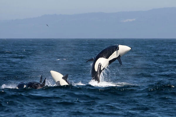Killer whales, Transient type - breaching during a phase of traveling and active socializing. Photographed in Monterey Bay, California, USA, Pacific Ocean. April 2008