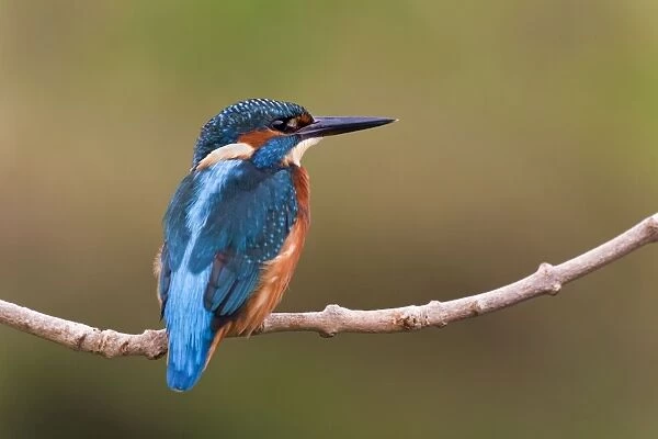 Kingfisher - on branch - UK