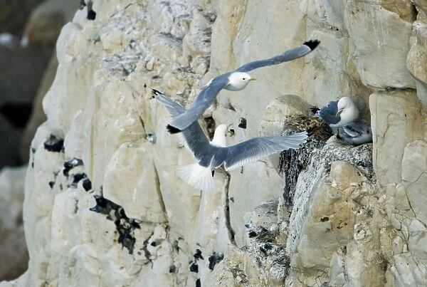 Kittiwake - adult approaching the nest whilst a second bird flies by - South Downs - East Sussex Coast - UK