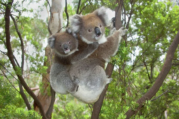 Koala - mother with piggybacking young climbs up a tree to change to a new feeding and sleeping tree. The young clings vigorously to its mother's back to not to fall off