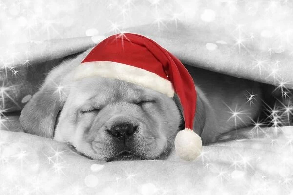 Labrador puppy laying under a blanket wearing a Christmas hat Digital Manipulation: Hat (JD), B&W, stars