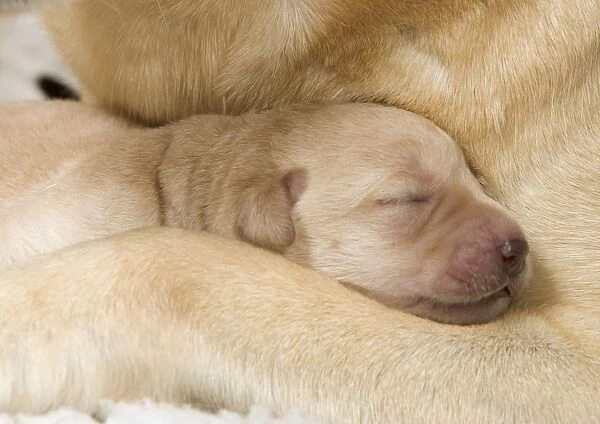 Labrador -young puppies sleeping