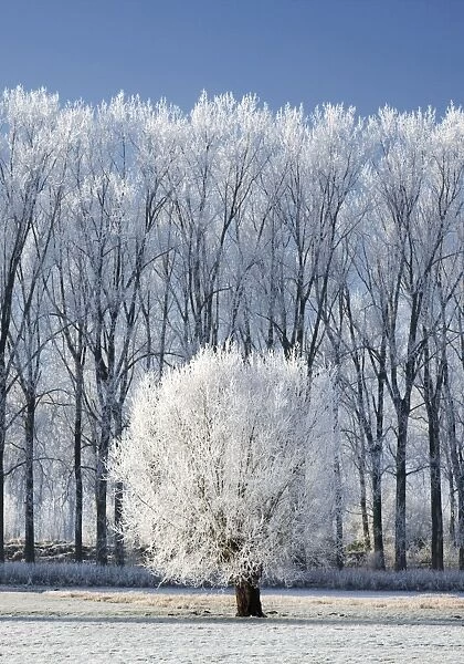 landscape in winter - countryside - Belgium