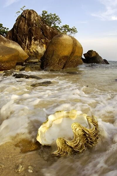 A large sea-shell, washed ashore on a beach of volcanic Tioman Island, 30 km east off peninsula Malaysia in South China Sea; evening in June. Ma39. 3835