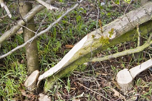 Layered hedge - recently done - close up of base Bedfordshire UK 005451