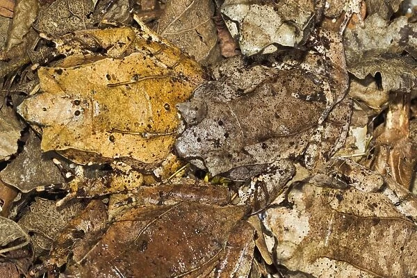 Leaf Frog - group of five camouflaged in leaves - controlled conditions 13479