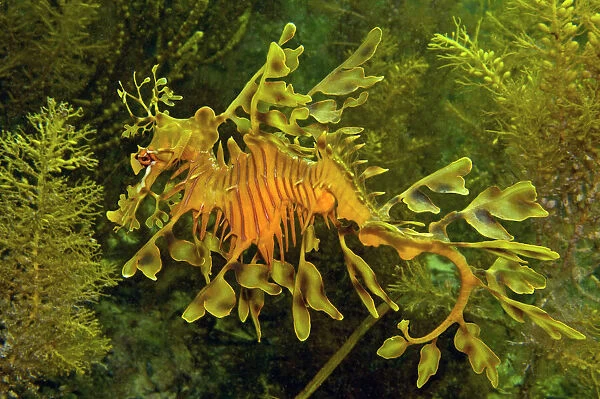 Leafy Sea Dragon - South Australia