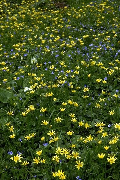 Lesser celandine & Slender speedwell (Veronica filiformis) - a mix of two perennials in shady areas on woodland fringes. Gloucestershire arboretum. April. UK