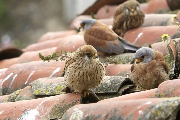 Lesser Kestrel - two pairs on roof top. Caceres - Extramadura - Spain