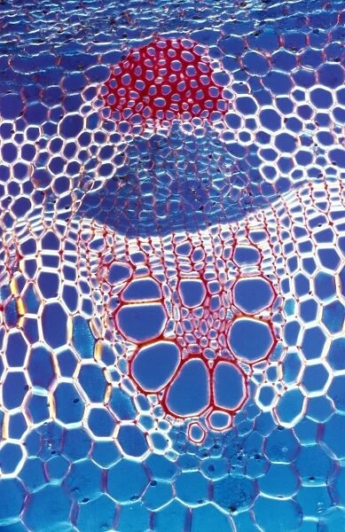 Light Micrograph (LM): A transverse section shows Vascular Bundle in Helianthus stem; Magnification x600 (on 10. 5 cm width print)