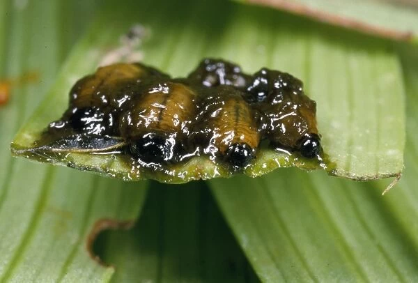 Lily Beetle larvae - in protective coat of faeces UK