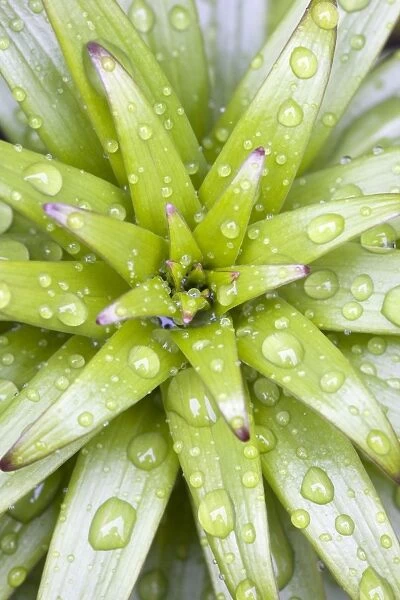 Lily Leaves - Emerging leaves with rain drops Norfolk UK