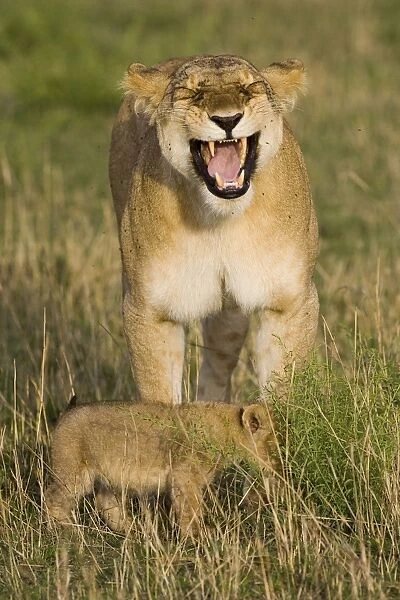 Lion - mother displaying flehmen behavior as she smells her 4 week old cub - Masai Mara Reserve - Kenya
