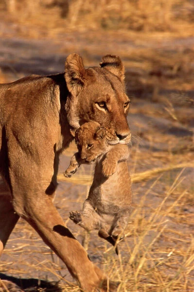 Lioness CRH 985 Carrying cub in mouth - Moremi, Botswana Panthera leo © Chris Harvey  /  ardea. com